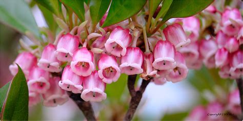 吊鐘花|Enkianthus quinqueflorus